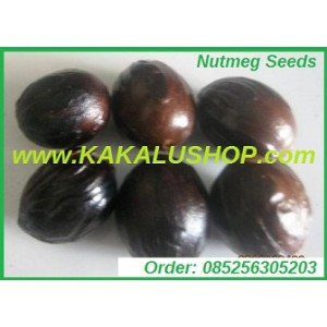 Benih Pala (Nutmeg Seeds)