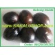 Benih Pala (Nutmeg Seeds) | www.KAKALUSHOP.com | 085256305203