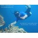 Paket Wisata Snorkeling Pulau Bunaken - Contact Person: 085256305203