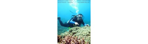 Wisata Selam | Diving Tours