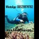 Paket Wisata Diving Jailolo Ternate Tidore