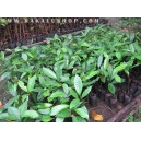 Jual Bibit Pala (Myristica fragrans)