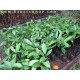 Jual Bibit Pala (Myristica fragrans)