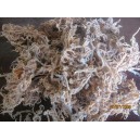 Rumput Laut Euchema Cottonii - Seaweed Cottonii