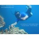 Paket Wisata Snorkeling Pantai Sulamadaha  & Tour Ternate