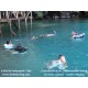 Paket Wisata Snorkeling Pantai Sulamadaha  & Tour Ternate