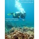 Paket Wisata Diving Pulau Guraici Maluku Utara - Diving Tour in Guraici Island North Maluku