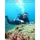 Paket Wisata Diving Pulau Guraici Maluku Utara