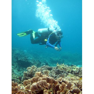 Paket Wisata Diving Pulau Tofiri Jailolo Halmahera Maluku Utara