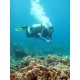 Paket Wisata Diving Pulau Tofiri Jailolo Halmahera Maluku Utara