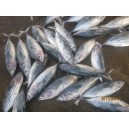 Jual Ikan Cakalang Beku - Sell Frozen Skipjack Fish