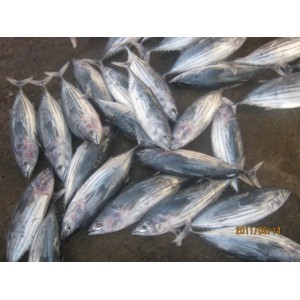 Ikan Cakalang Beku - Skipjack Fish Frozen