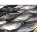 Jual Ikan Baby Tuna Frozen