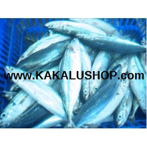 Ikan Momar Segar (Fresh Momar Fish)