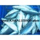 Ikan Momar Segar (Fresh Momar Fish) | Kaico Mina Bahari | WWW.KAKALUSHOP.COM