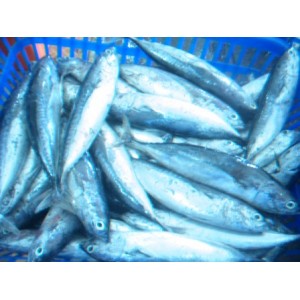 Ikan Deho Segar (Fresh Deho Fish) - Ikan Tongkol Kecil