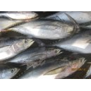 Jual Ikan Baby Tuna Fresh