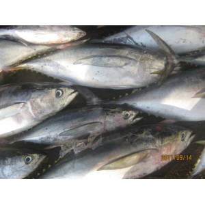 Ikan Baby Tuna Fresh