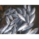 Jual Ikan Cakalang Fresh | Sell Fresh Skipjack Fish