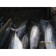 Jual Ikan Cakalang Fresh