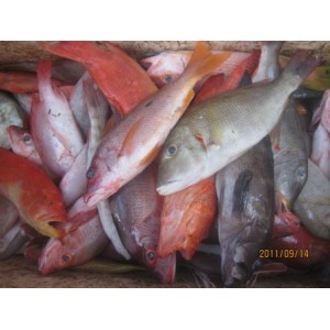 Ikan Kerapu