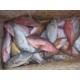 Jual Ikan Kerapu