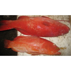 Ikan Kerapu Sunu (Coral Sunu Fish)