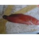 Offer: Ikan Kerapu Sunu (Coral Sunu Fish)