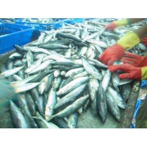 Peluang Investasi Usaha Pembekuan Ikan Momar