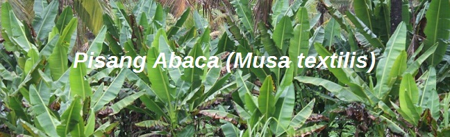 Kebun Pisang Abaca (Musa textilis)