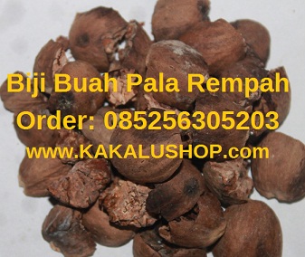 Biji Buah Pala Rempah Murah Harga Grosir dan Eceran