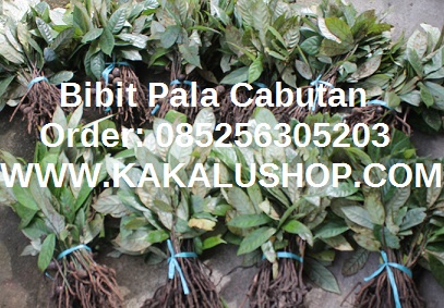 Bibit Pala Cabutan Harga Termurah